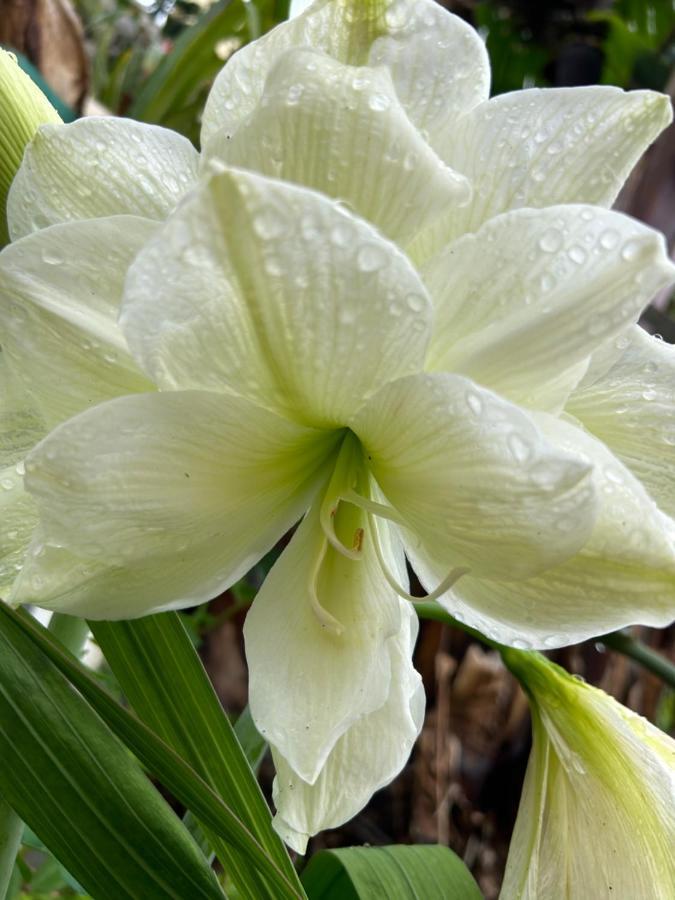 Вилла Tropical Garden Арку-да-Кальета Экстерьер фото