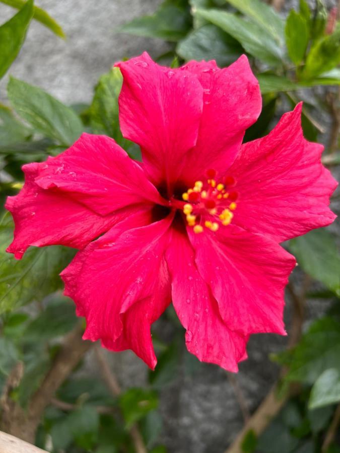 Вилла Tropical Garden Арку-да-Кальета Экстерьер фото